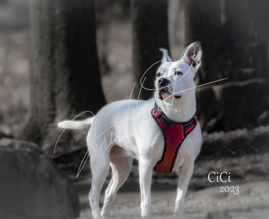 Cici